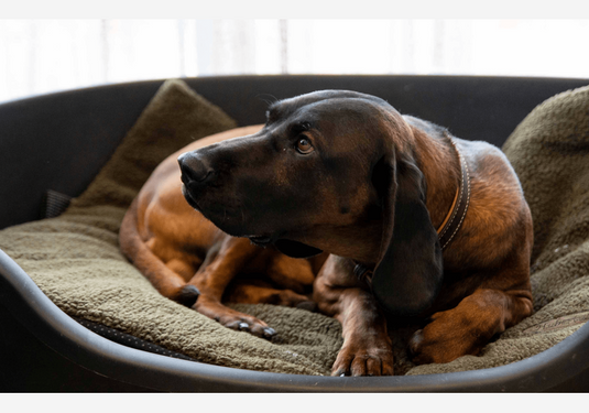 Kerbl Thermodecke Anti-Rutsch für Hunde günstig kaufen