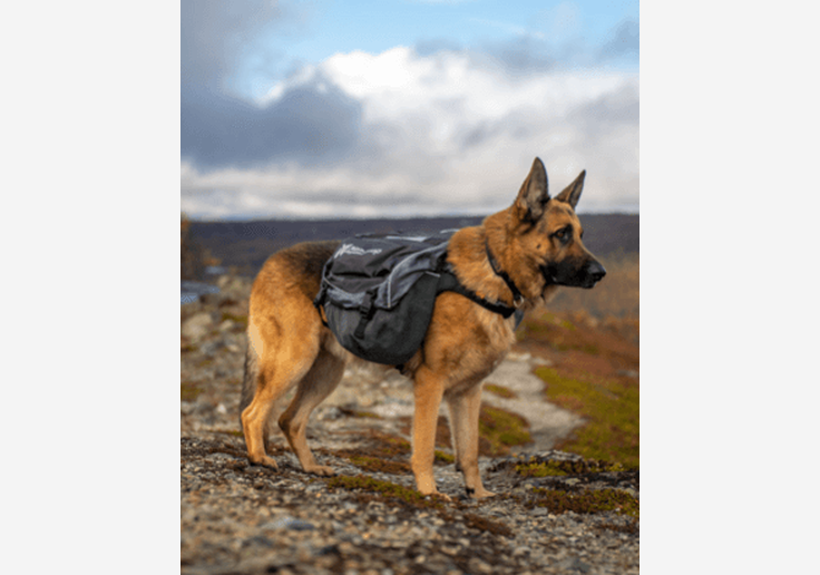 Load image into Gallery viewer, Non-Stop Dogwear Amundsen Pack Hunderucksack-SOTA Outdoor
