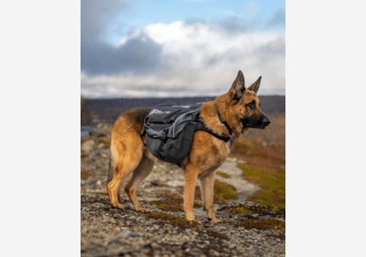 Non-Stop Dogwear Amundsen Pack Hunderucksack-SOTA Outdoor