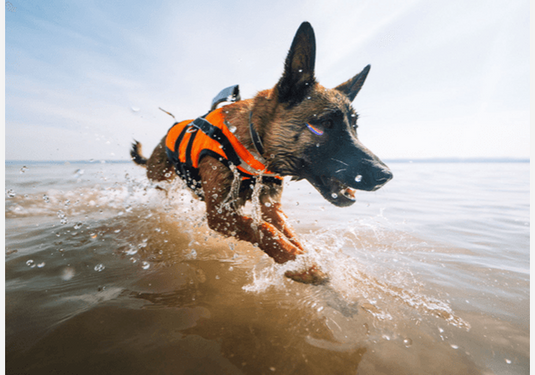 Non-Stop Dogwear Safe Life Jacket 2.0 Hunde-Schwimmweste-SOTA Outdoor