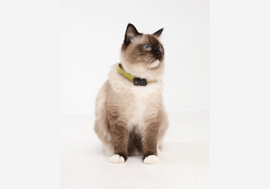 Tickless Mini Cat Katzen-Zeckenschutz mit Ultraschall-SOTA Outdoor