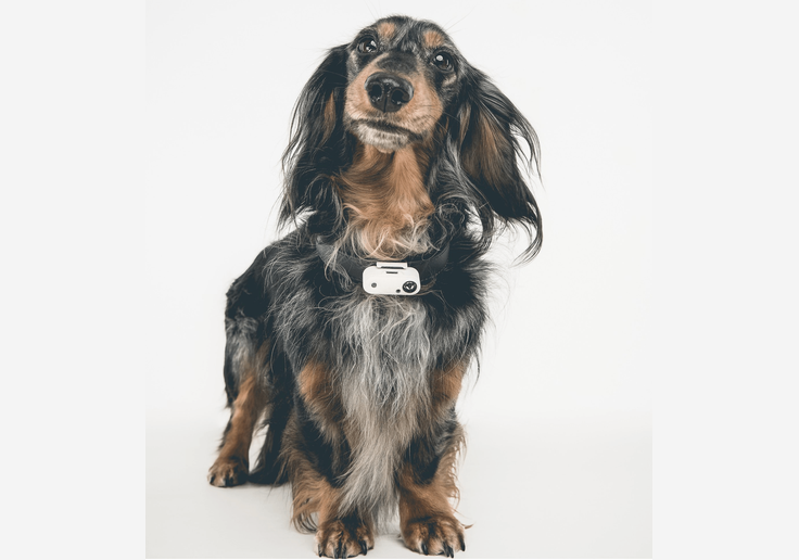 Load image into Gallery viewer, Tickless Mini Dog Hunde-Zeckenschutz mit Ultraschall-SOTA Outdoor
