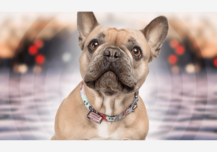 Laden Sie das Bild in Galerie -Viewer, {Tickless Mini Dog Hunde-Zeckenschutz mit Ultraschall-SOTA Outdoor
